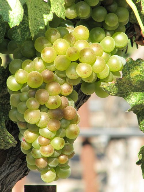 Grapes_sept2011_0007