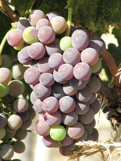 Grapes_sept2011_0006