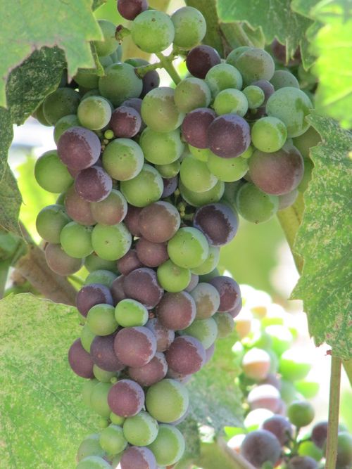 Veraison2011_0002