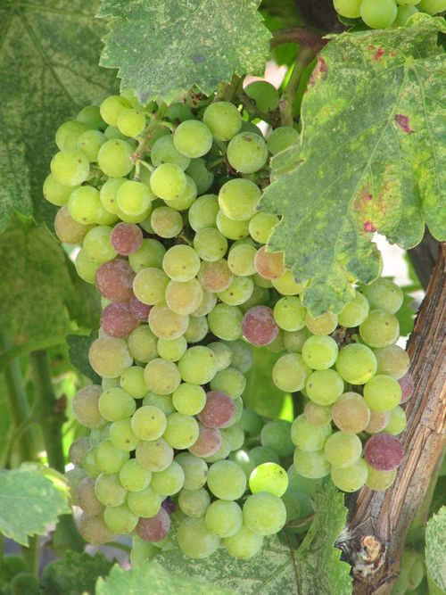 Veraison2011_0001