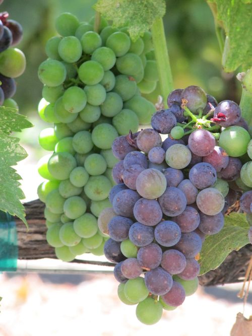 Veraison2011-0001