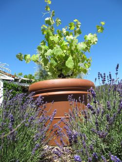 Petit_manseng_vine0002