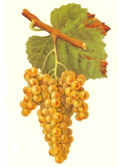 Petit Manseng Lithograph