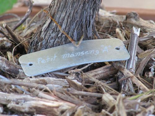 Petit_manseng_vine0001