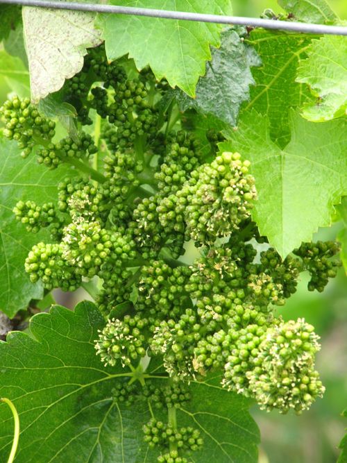 Flowering_grenache_2011