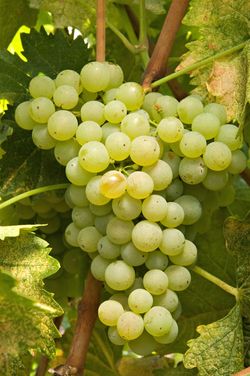 Vermentino