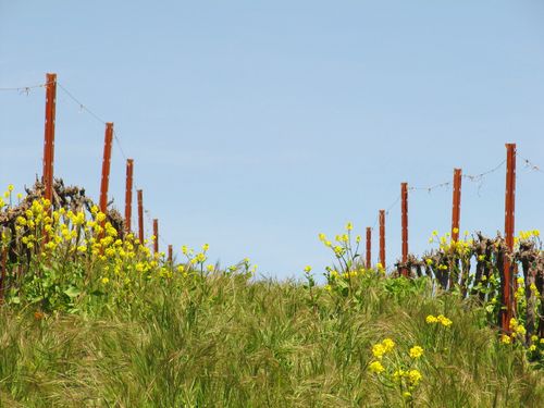 Spring_wildflowers_0003