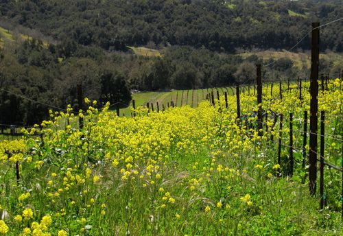 Spring_wildflowers_0008
