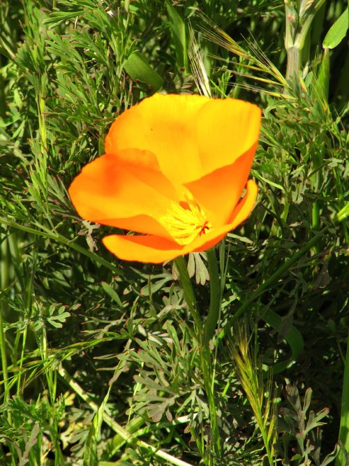 Spring_wildflowers_0004