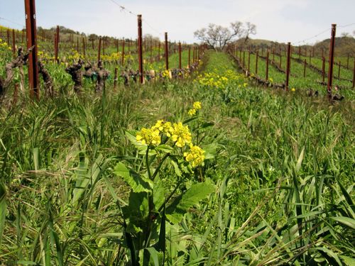 Spring_wildflowers_0007