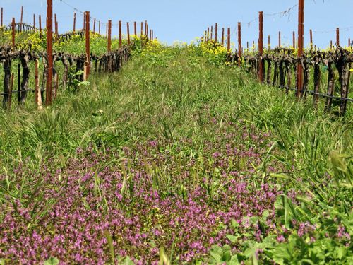Spring_wildflowers_0002
