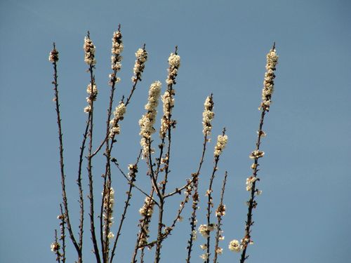 Spring_wildflowers_0005