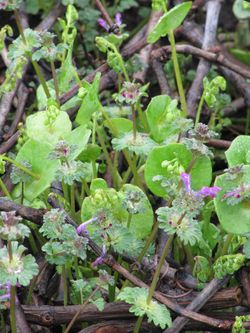 Post-rainstorm_0008