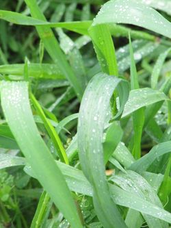 Post-rainstorm_0009