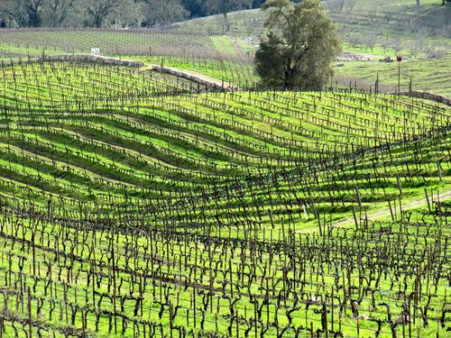 Green_vineyard_2011