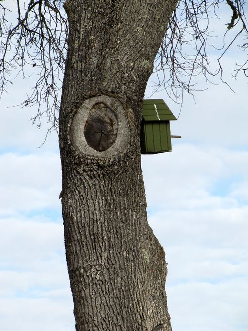 Green_vineyard_2011_owlbox