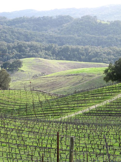 Green_vineyard_2011_longview