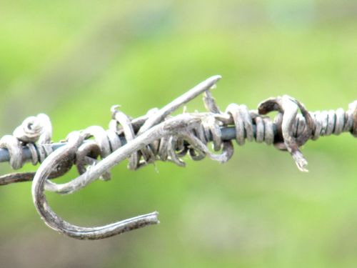 Green_vineyard_2011_tendril