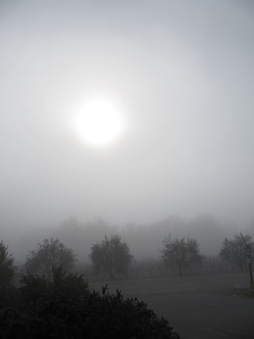 Foggymorning_0002