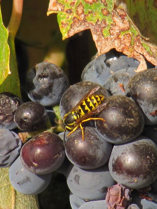 Bee on Mourvedre 2010
