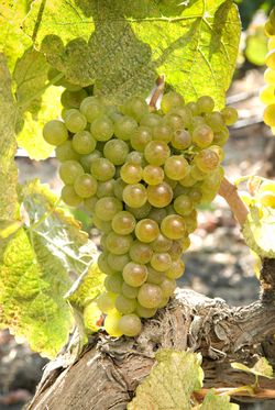 Marsanne