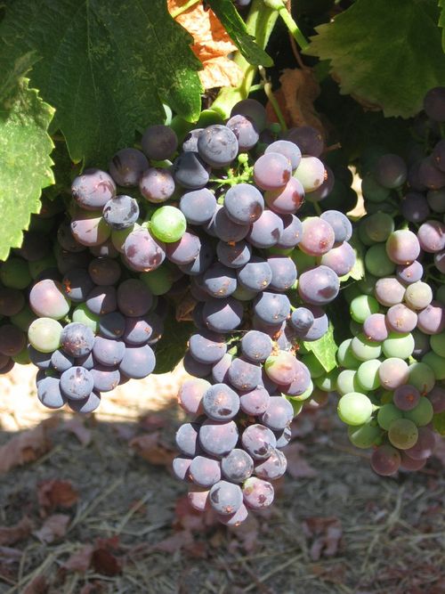 Veraison_2010_0004