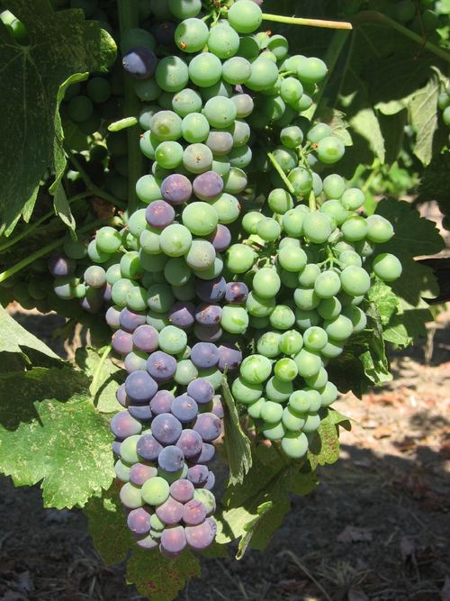 Veraison_2010_0003