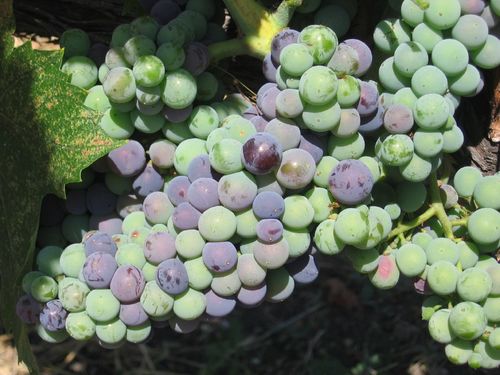 Veraison_2010_0002