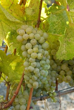 Viognier