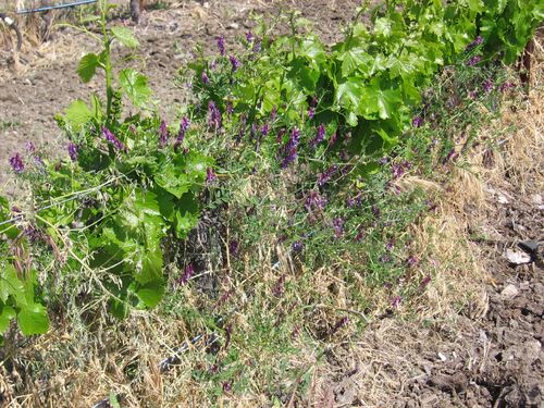 Vineyard_cleanup_0003