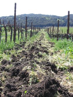 Vineyard_cleanup_disk1