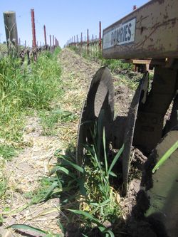 Vineyard_cleanup_disk2