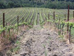 Vineyard_cleanup_0002