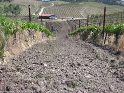 Vineyard_cleanup_0004