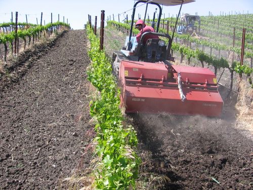 Vineyard_cleanup_0009