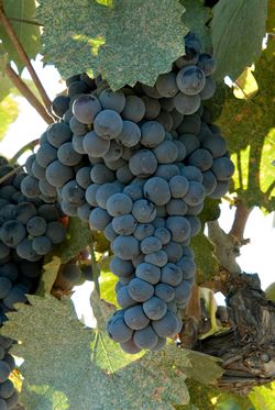 Mourvedre