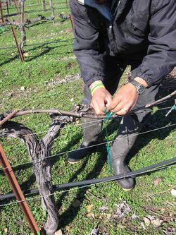 Pruning_2010_0001