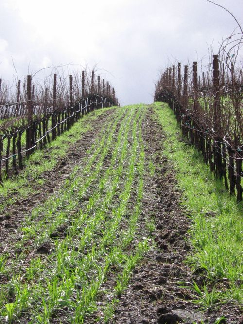 Cover Crops