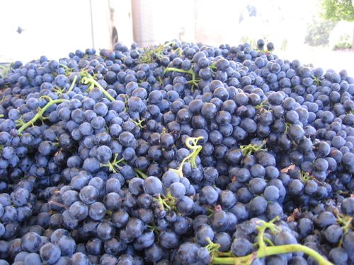 First_Syrah_2009_0001