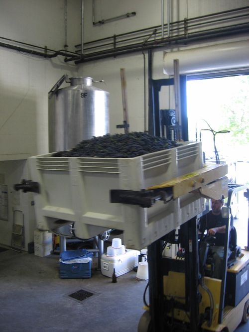 First_Syrah_2009_0003