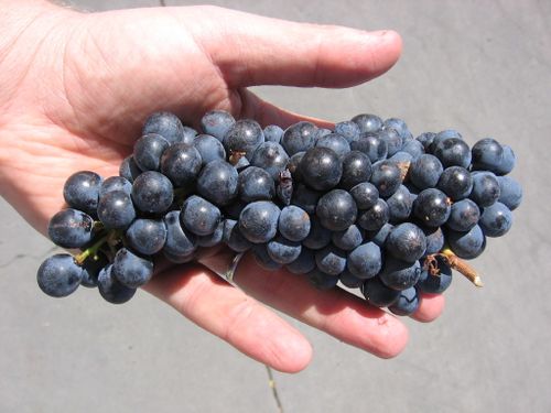 First_Syrah_2009_0002