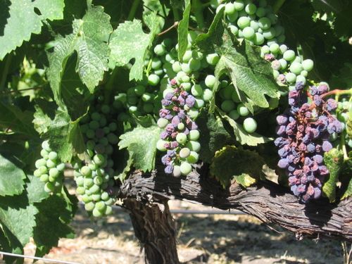 Veraison2009_0006