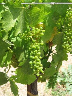 June_vineyard_0009