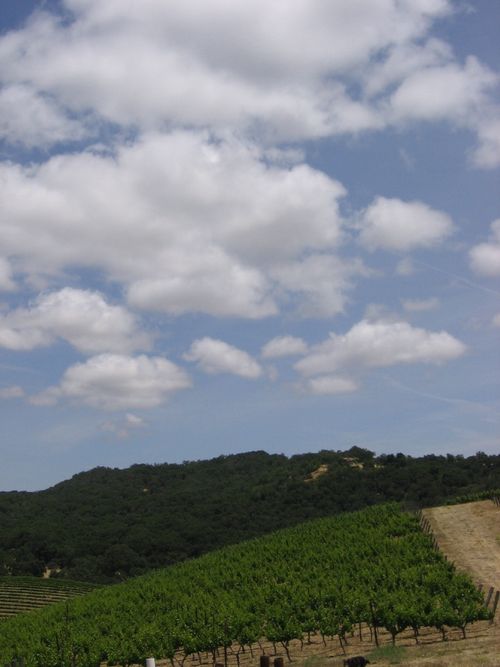 June_vineyard_0004