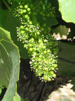 June_vineyard_0010