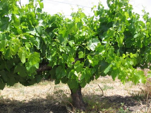 June_vineyard_0006