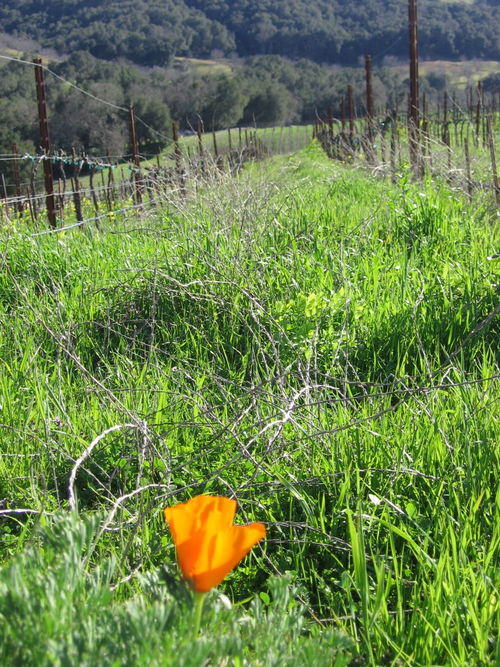 Signs_of_spring_0003