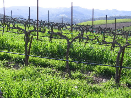 Signs_of_spring_0002