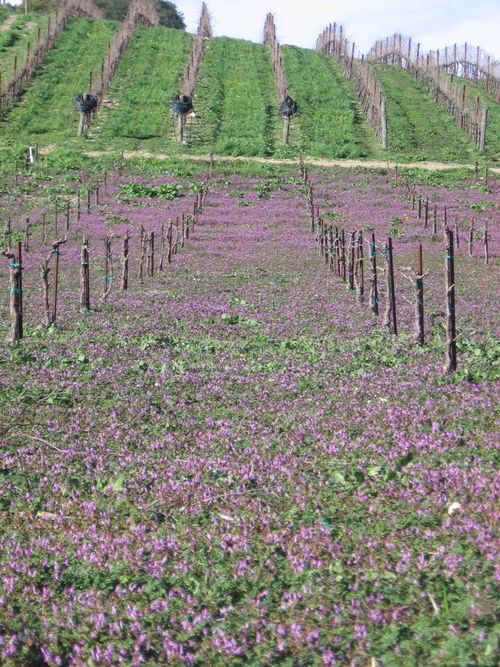 Signs_of_spring_0005