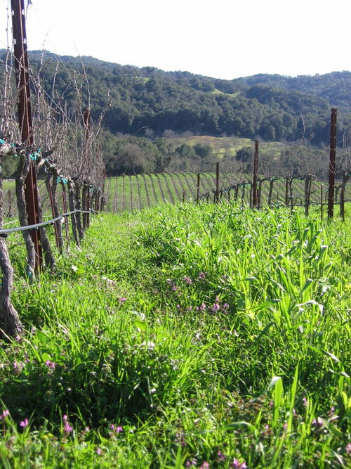 Signs_of_spring_0004